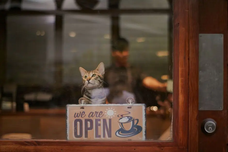 Apakah Semua Kafe Ramah Hewan Peliharaan di Jakarta Memperbolehkan Kucing Masuk? Ini Faktanya